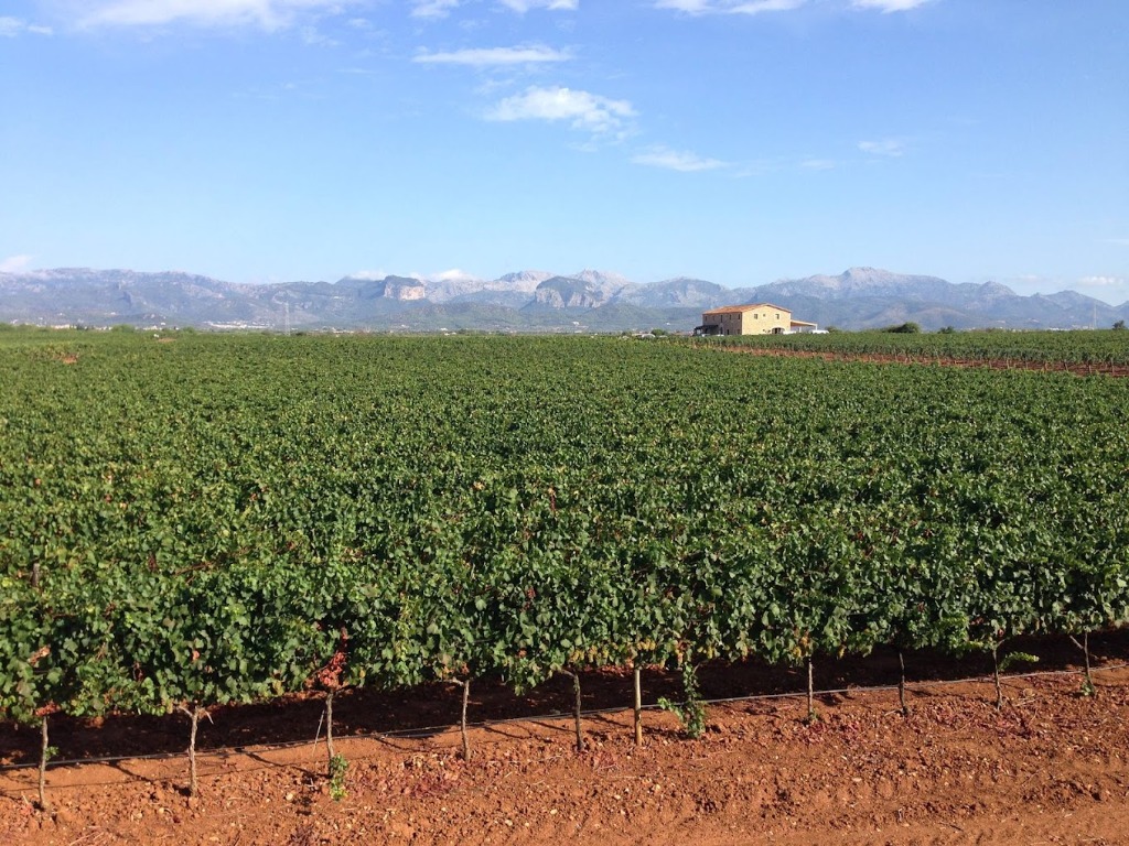 Bodegas Macià Batle