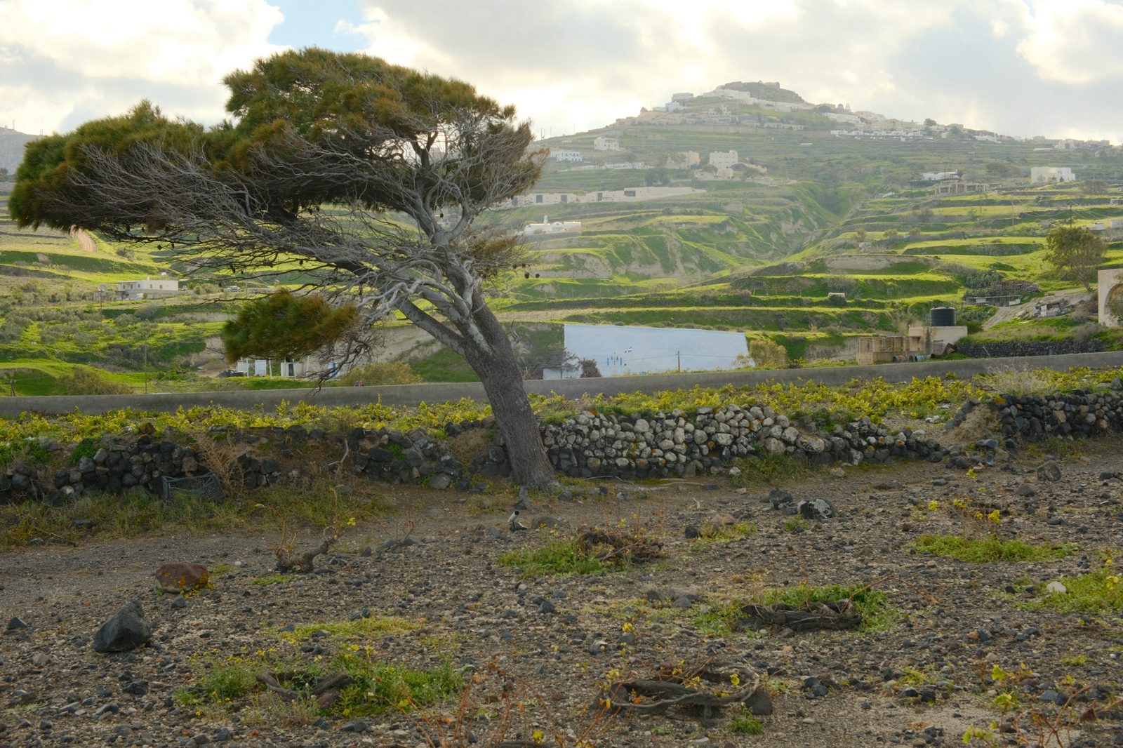 Vineyards of Kalliston in Vothonas, Santorini